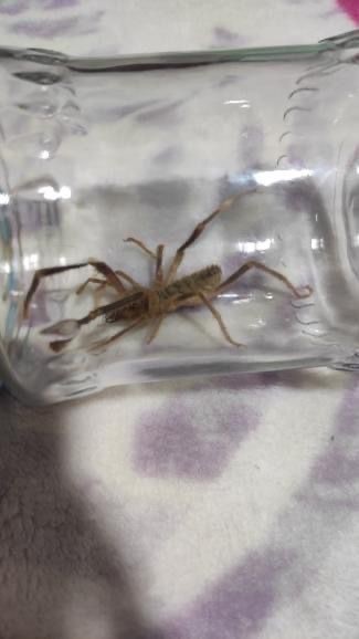 G&uuml;&ccedil;l&uuml; zehiri ile bilinen sarıkız &ouml;r&uuml;mceği Y&uuml;ksekova&rsquo;da g&ouml;r&uuml;ld&uuml;
