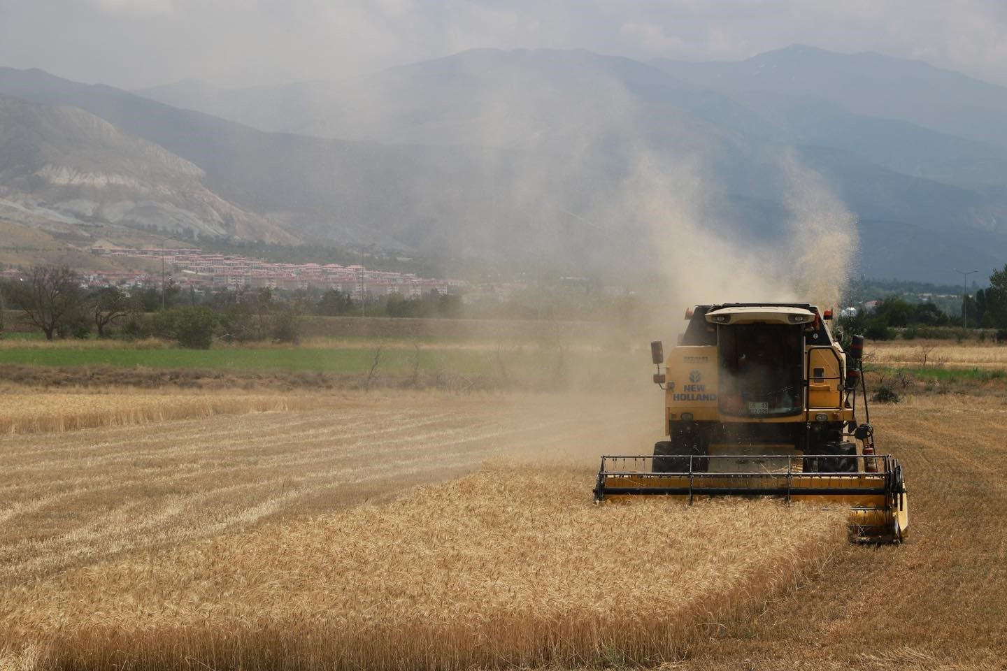 Erzincan&rsquo;da hububat tarlalarında hasat başladı
