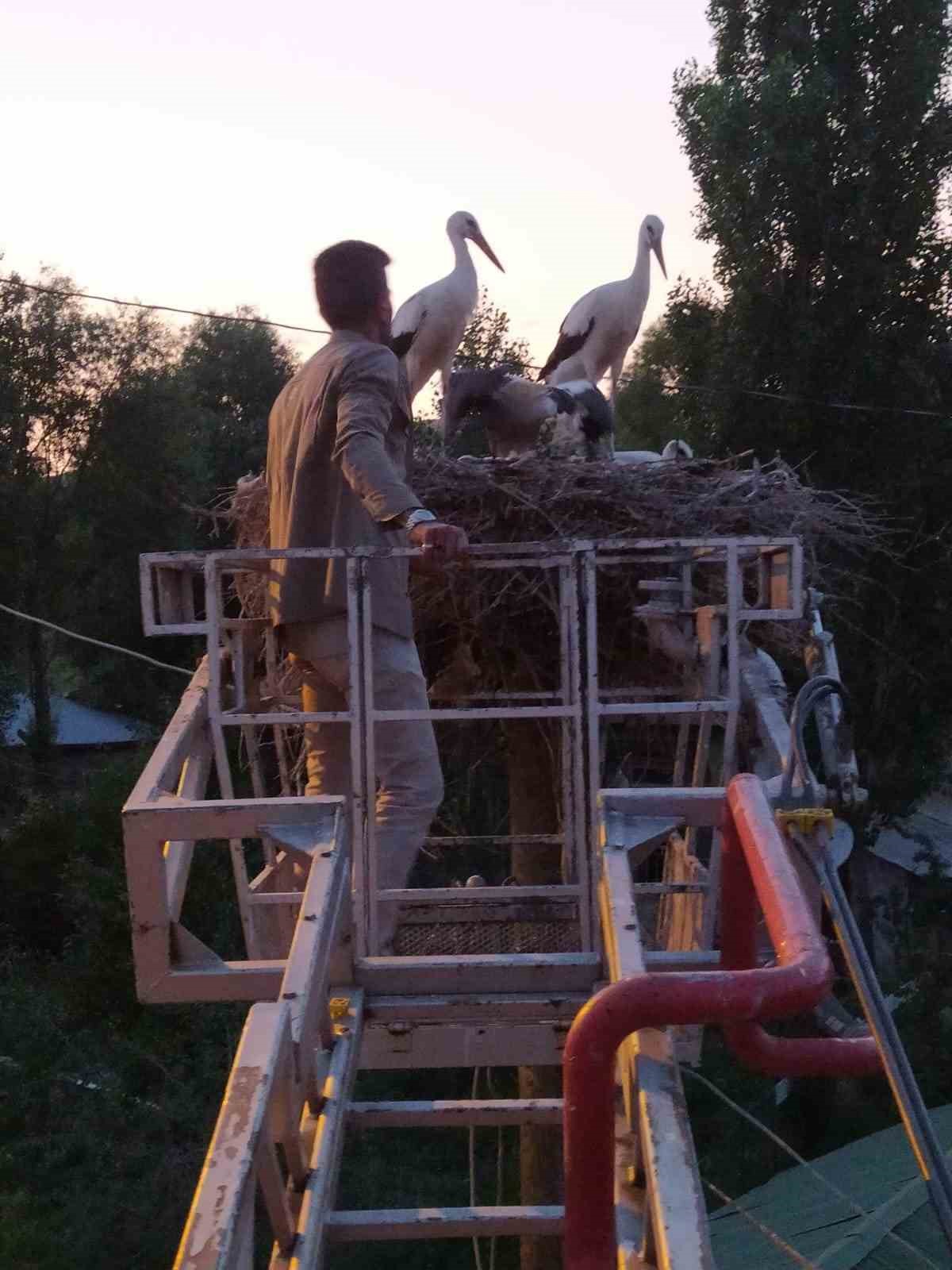 Yuvasından düşen leyleklerin yardımına itfaiye ekipleri yetişti
