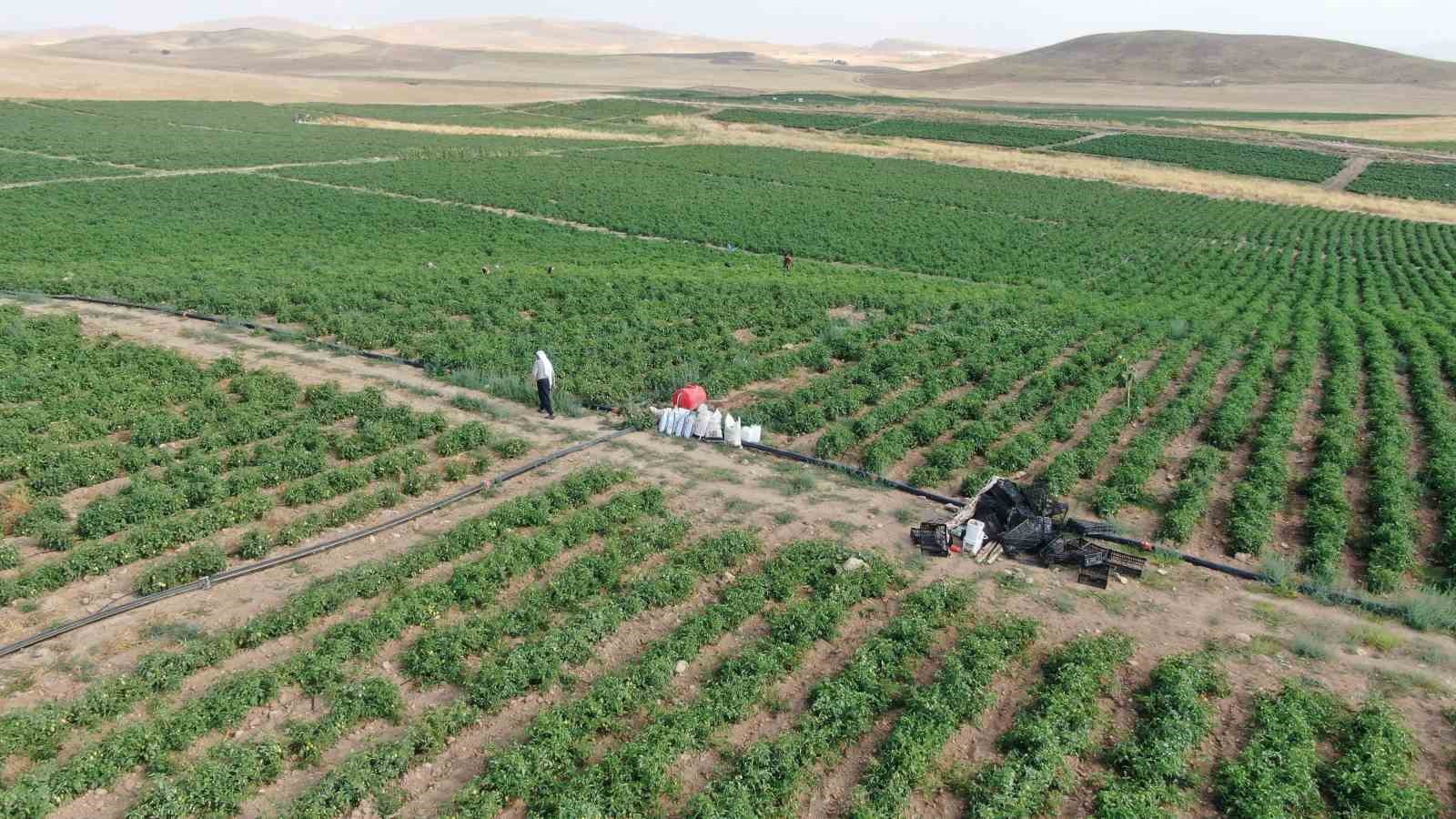 3 bin dönüme domates eken üretici vatandaşlara seslendi: ’’Gelin tarladan 8 liraya alın’’