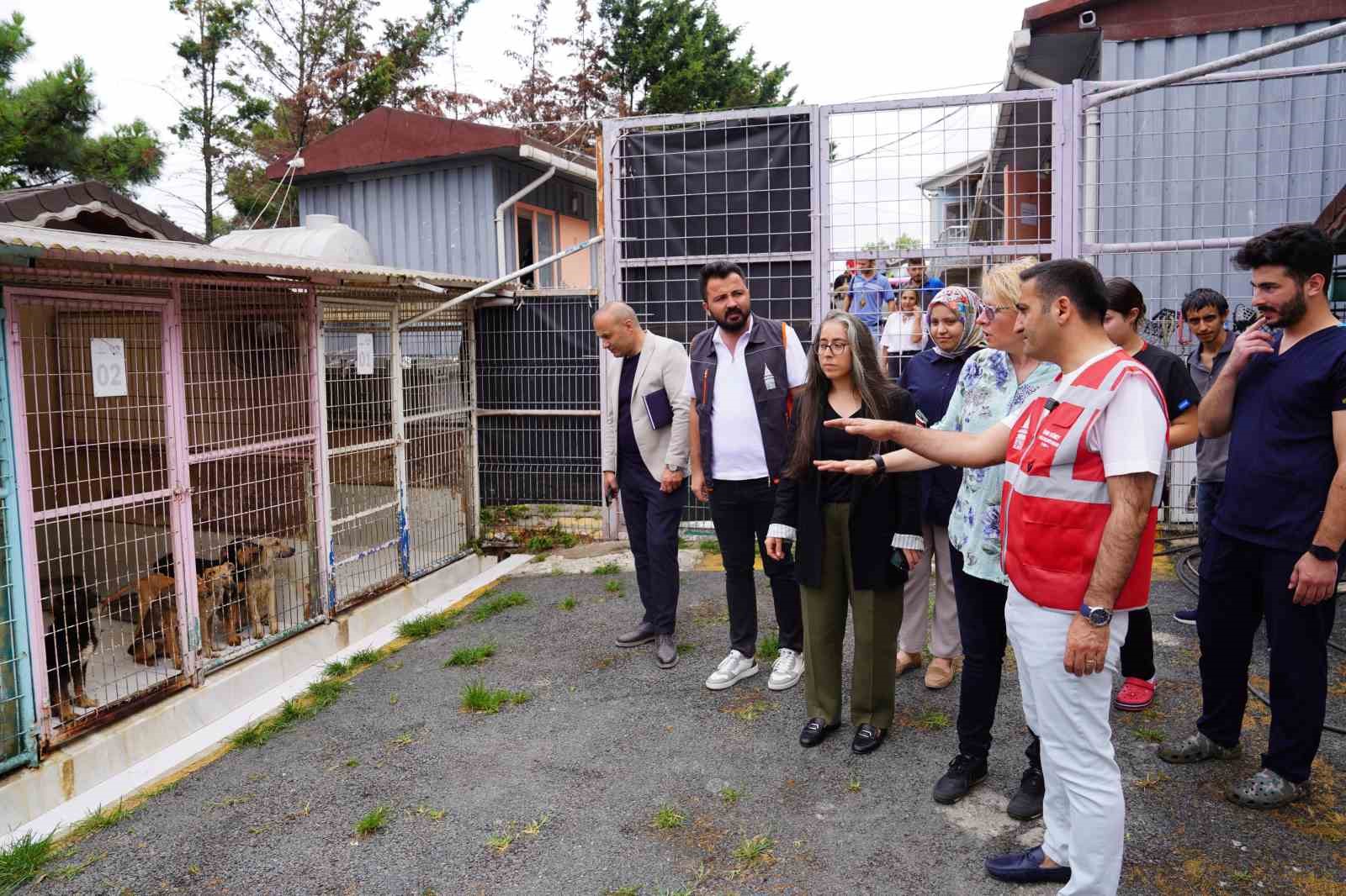 Beyoğlu Belediyesi ve Espressolab&rsquo;tan sokak hayvanları i&ccedil;in işbirliği
