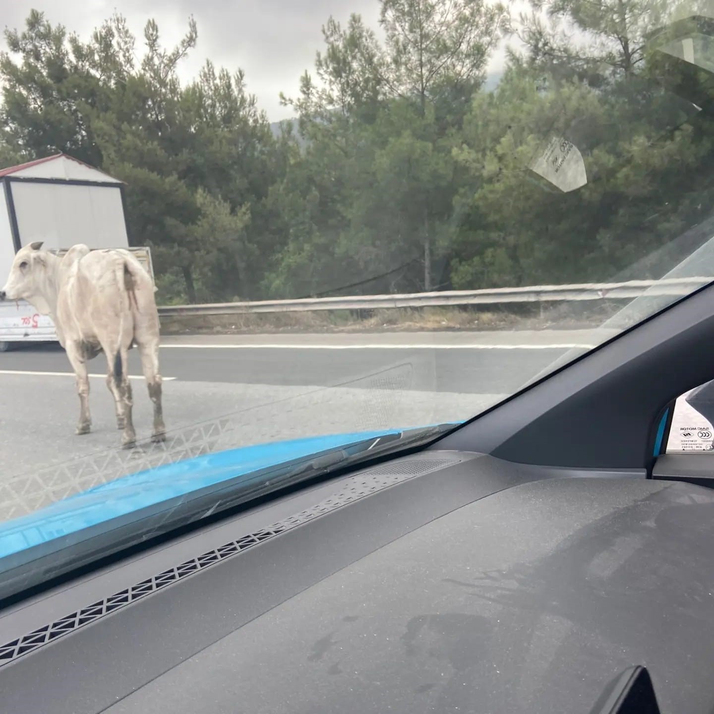 Tırdan kaçan angusla ekiplerin yakalama mücadelesi kamerada
