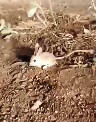 Elazığ’da kırmızı listede yer alan Arap tavşanı görüntülendi