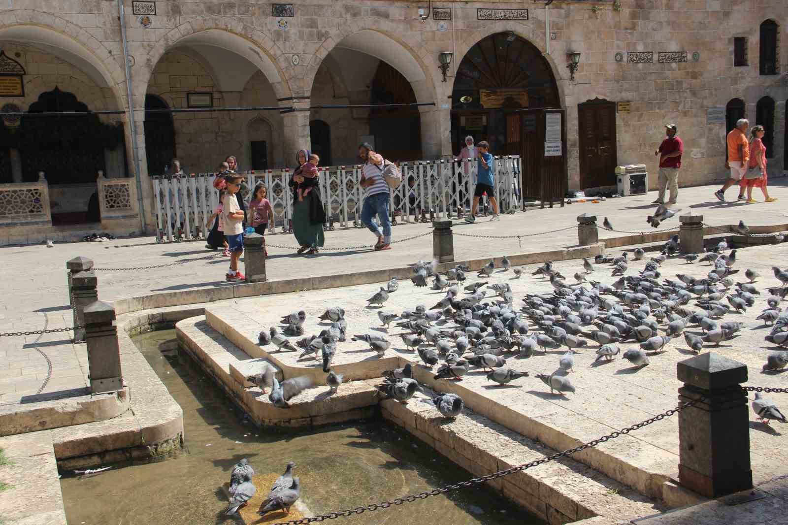 Sıcaktan bunalan güvercinler Balıklıgöl suyunda serinledi
