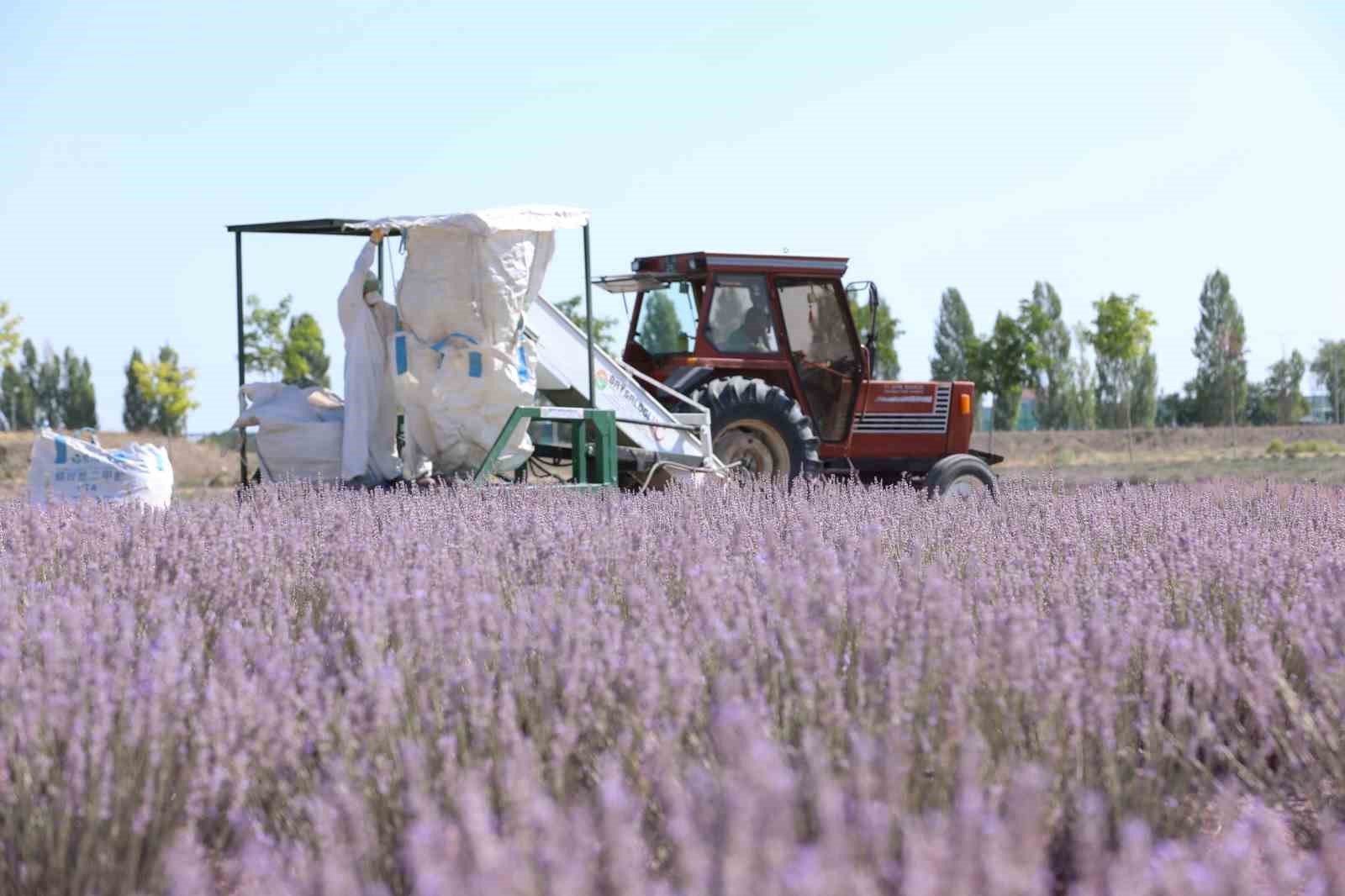 Karatay Lavanta Bah&ccedil;eleri&rsquo;nde hasat zamanı
