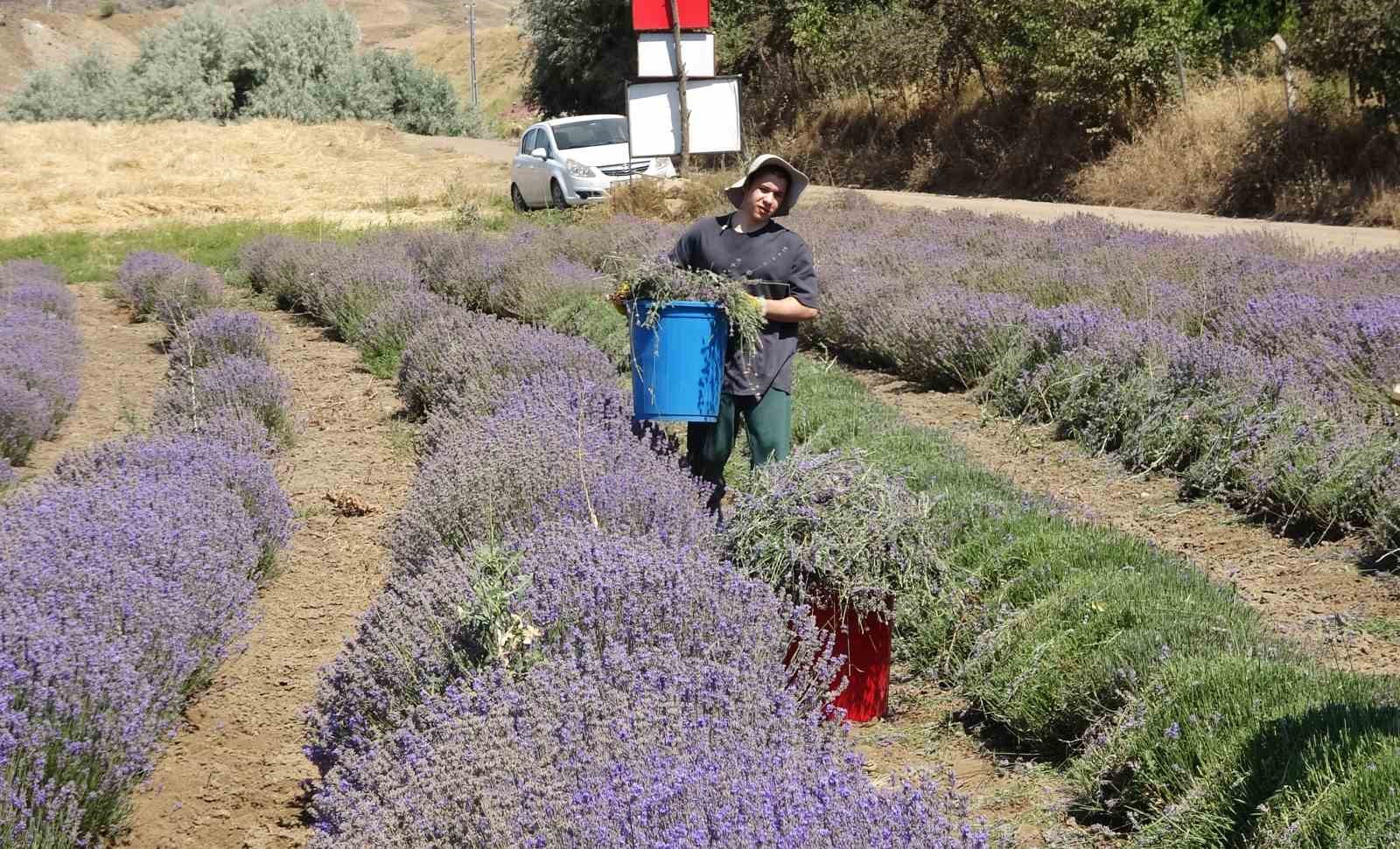 Yozgat’ta hububata alternatif olarak ekilen lavanta üreticinin gözdesi oldu