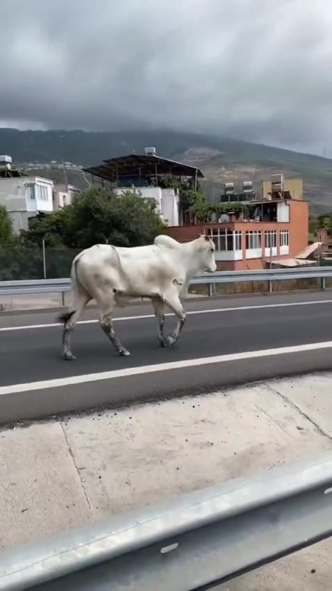 Karada başlayan angus kovalamacası denizde bitti
