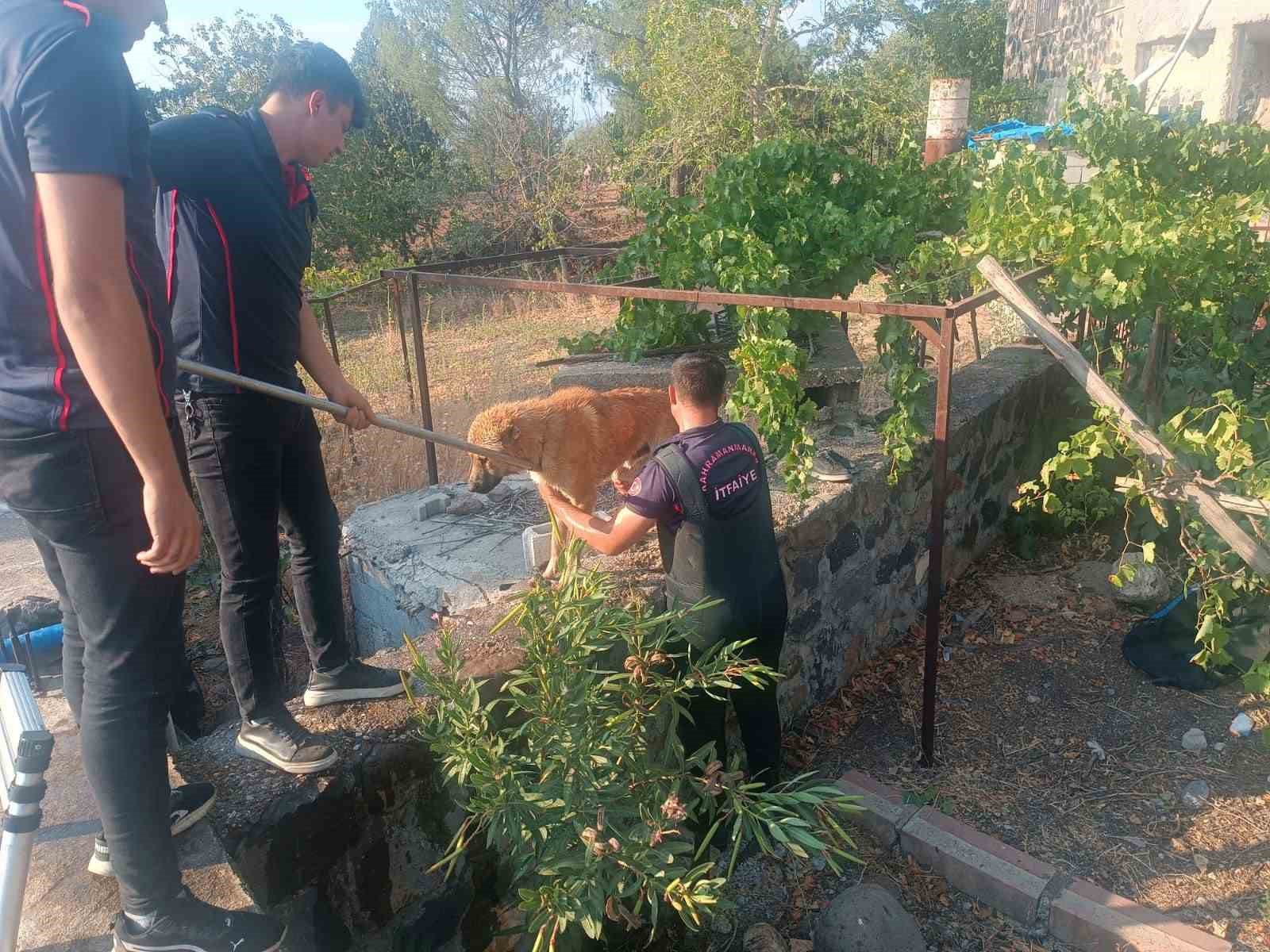 Kahramanmaraş&rsquo;ta havuza d&uuml;şen k&ouml;pek kurtarıldı
