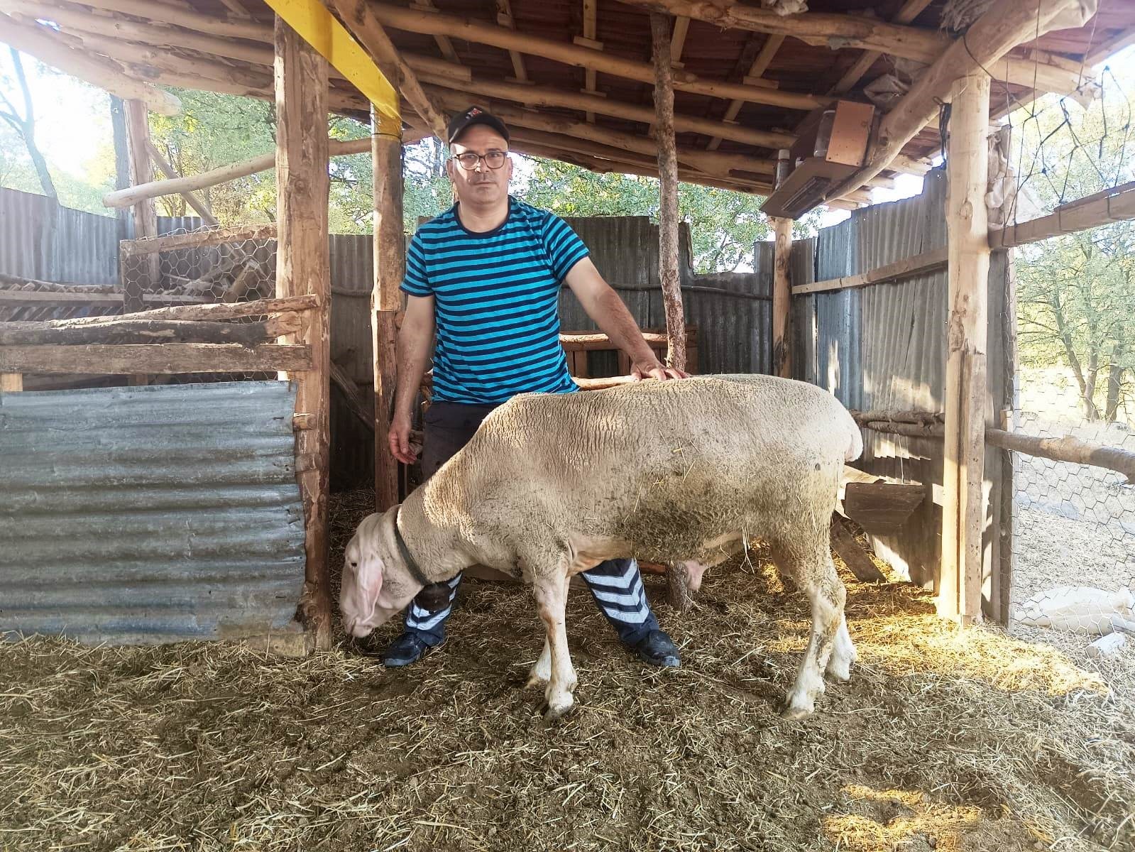Hisarcık&rsquo;taki &uuml;retici canlı ağırlığı 150 kilo gelen Merinolandschaf cinsi ko&ccedil; yetiştirdi
