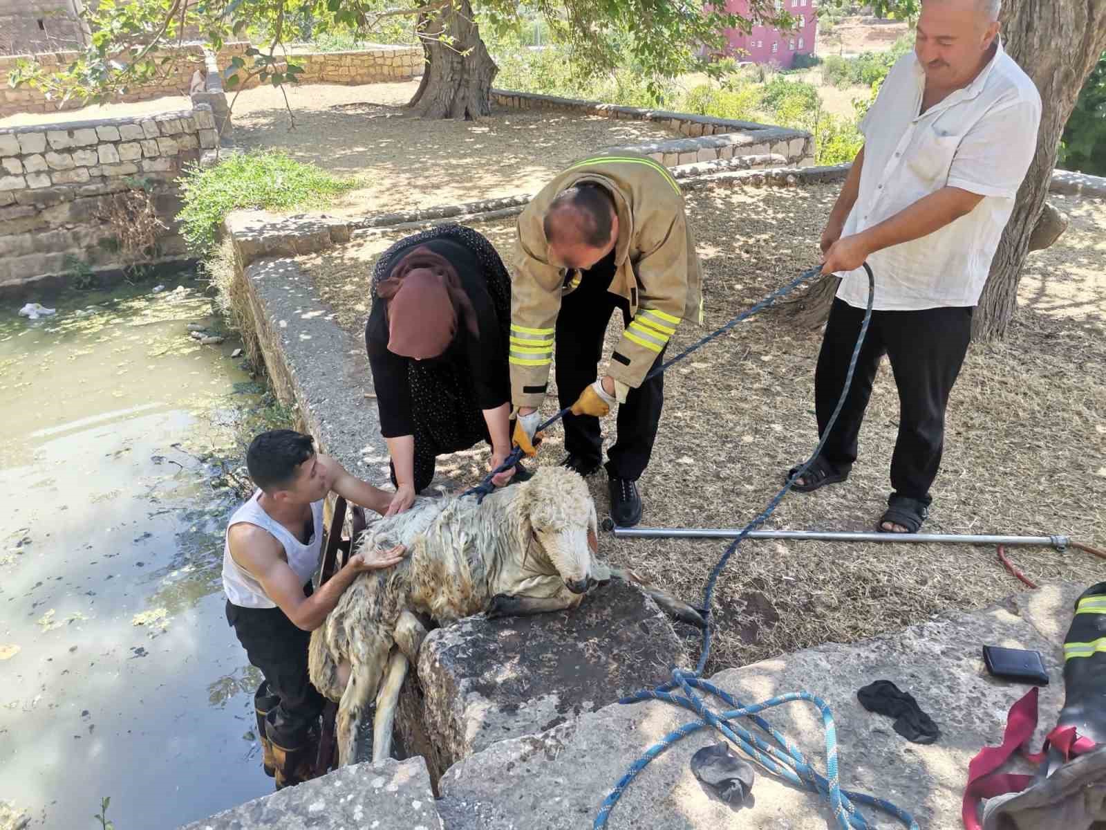 Havuza düşen koyunu itfaiye ekipleri kurtardı