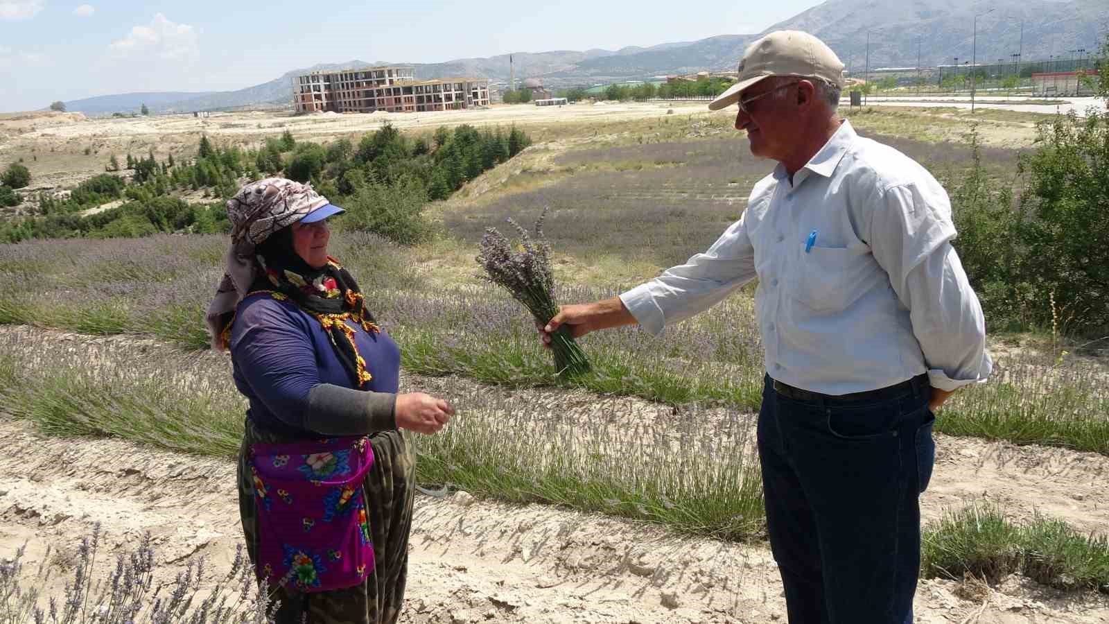 Litresi 750 TL&rsquo;den satılan ve susuz yetişen lavanta hasadı başladı
