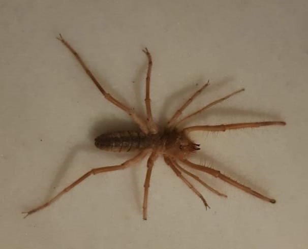 Uzmanlardan "sarı kız örümceğini öldürmeyin" uyarısı