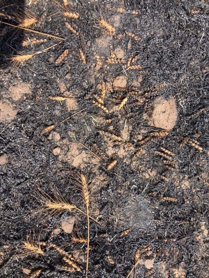 Bi&ccedil;erd&ouml;verle hasat sırasında &ccedil;ıkan yangında 4 hektar alan yandı
