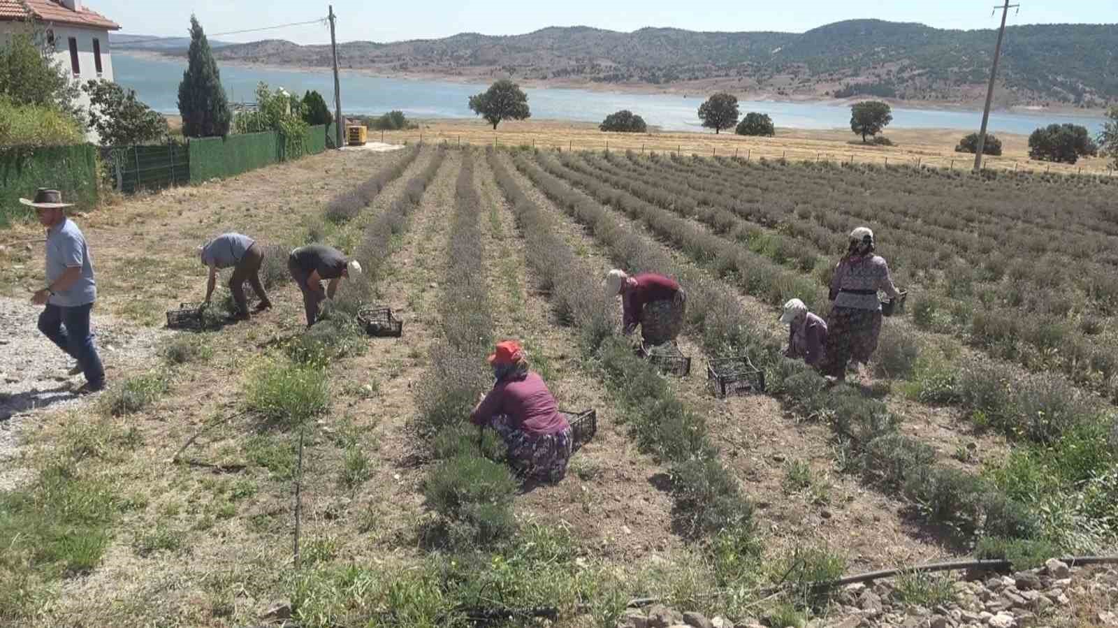 K&uuml;tahya&rsquo;da &ccedil;ini sanat&ccedil;ısı Nida Ol&ccedil;ar&rsquo;ın oluşturduğu lavanta bah&ccedil;esinde hasat d&ouml;nemi başladı
