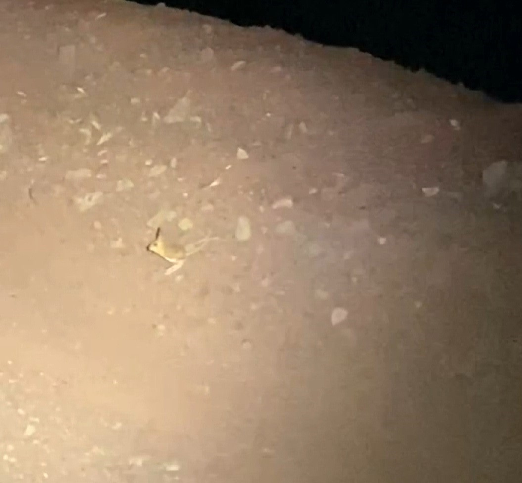 IUCN’nin ‘Kırmızı’ listesinde yer alan kanguru faresi Adıyaman’da görüldü