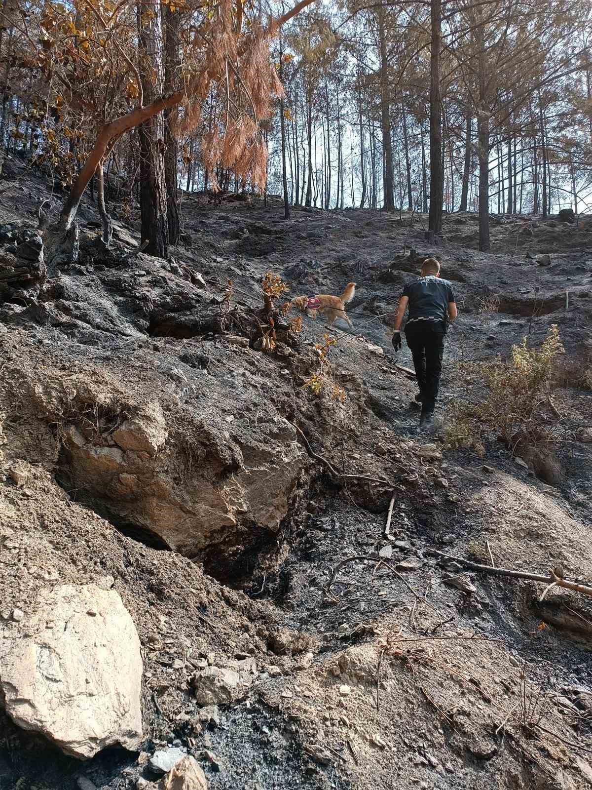 Orman yangınlarındaki kundaklama ve sabotaj, ‘Zeytin’in burnundan geçiyor
