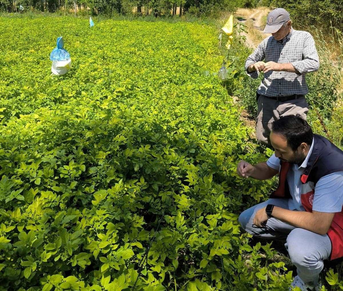 Emet&rsquo;te &uuml;reticiler patates zararlıları ve g&uuml;breleme konularında bilgilendirildi

