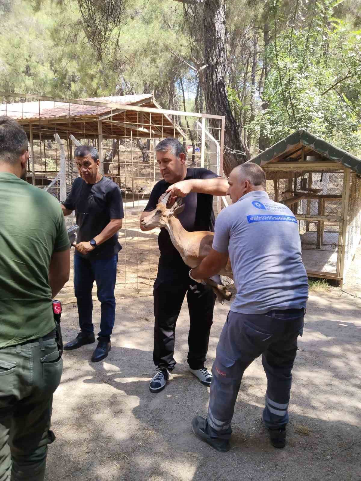 Antalya’da yaralı halde şehirde dolaşan yavru yaban keçisi yakalandı
