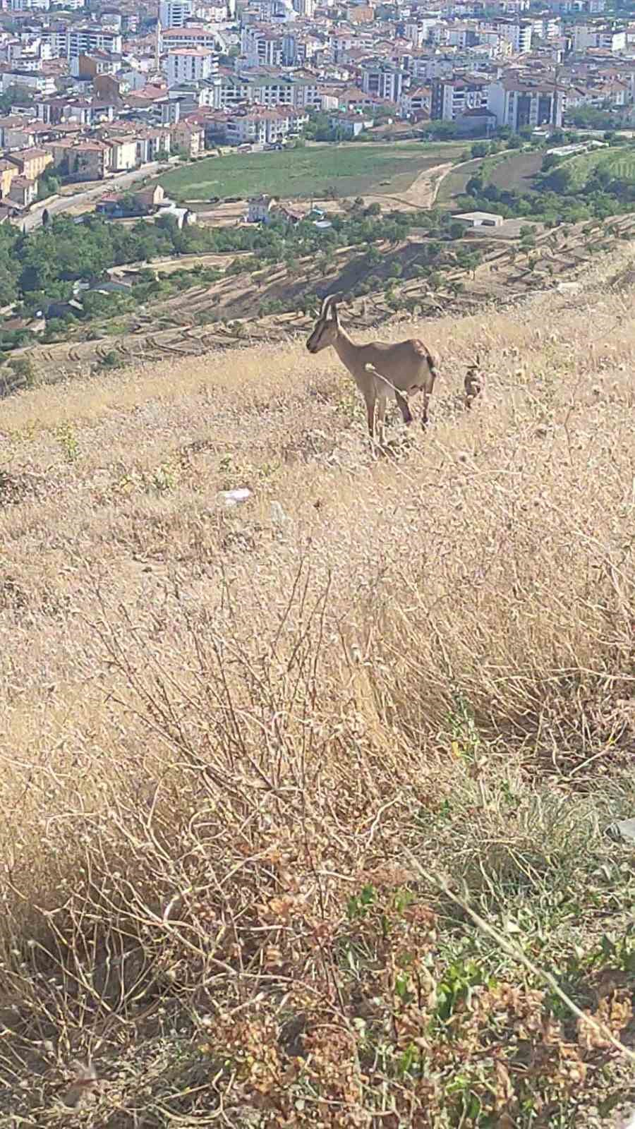 Elazığ’da dağ keçileri görüldü
