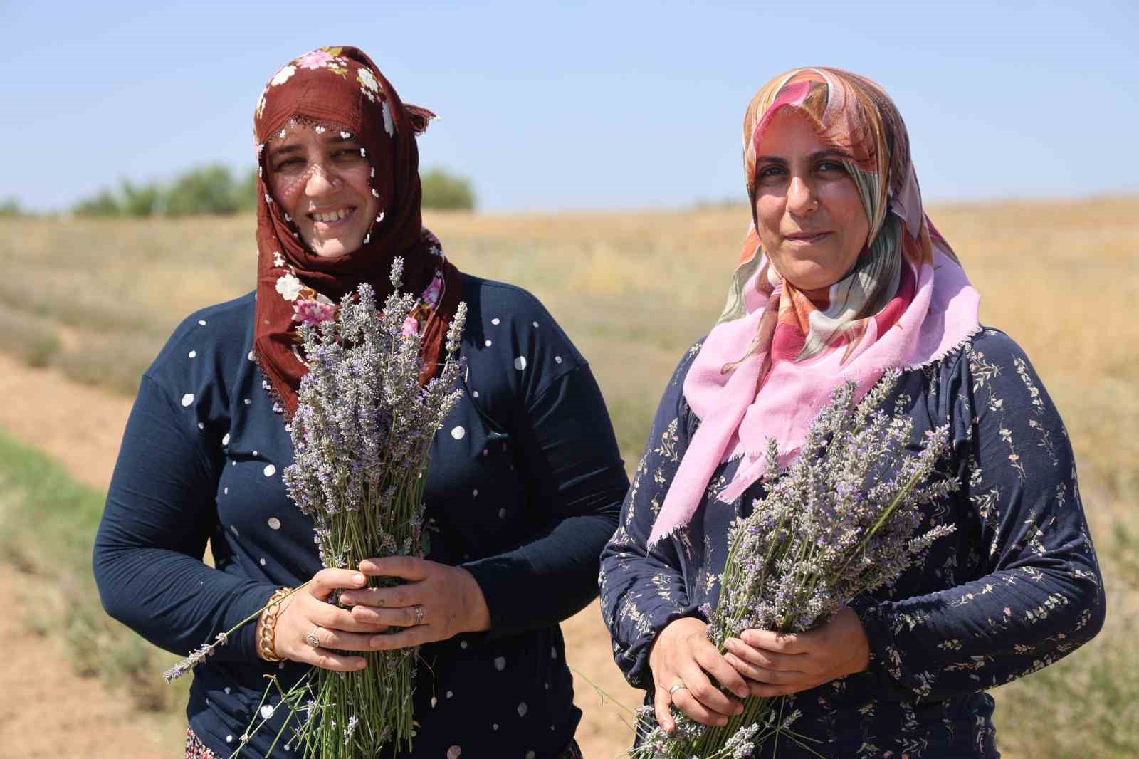 Gelin-görümce sırt sırta verdi, lavanta bahçesi kurdu