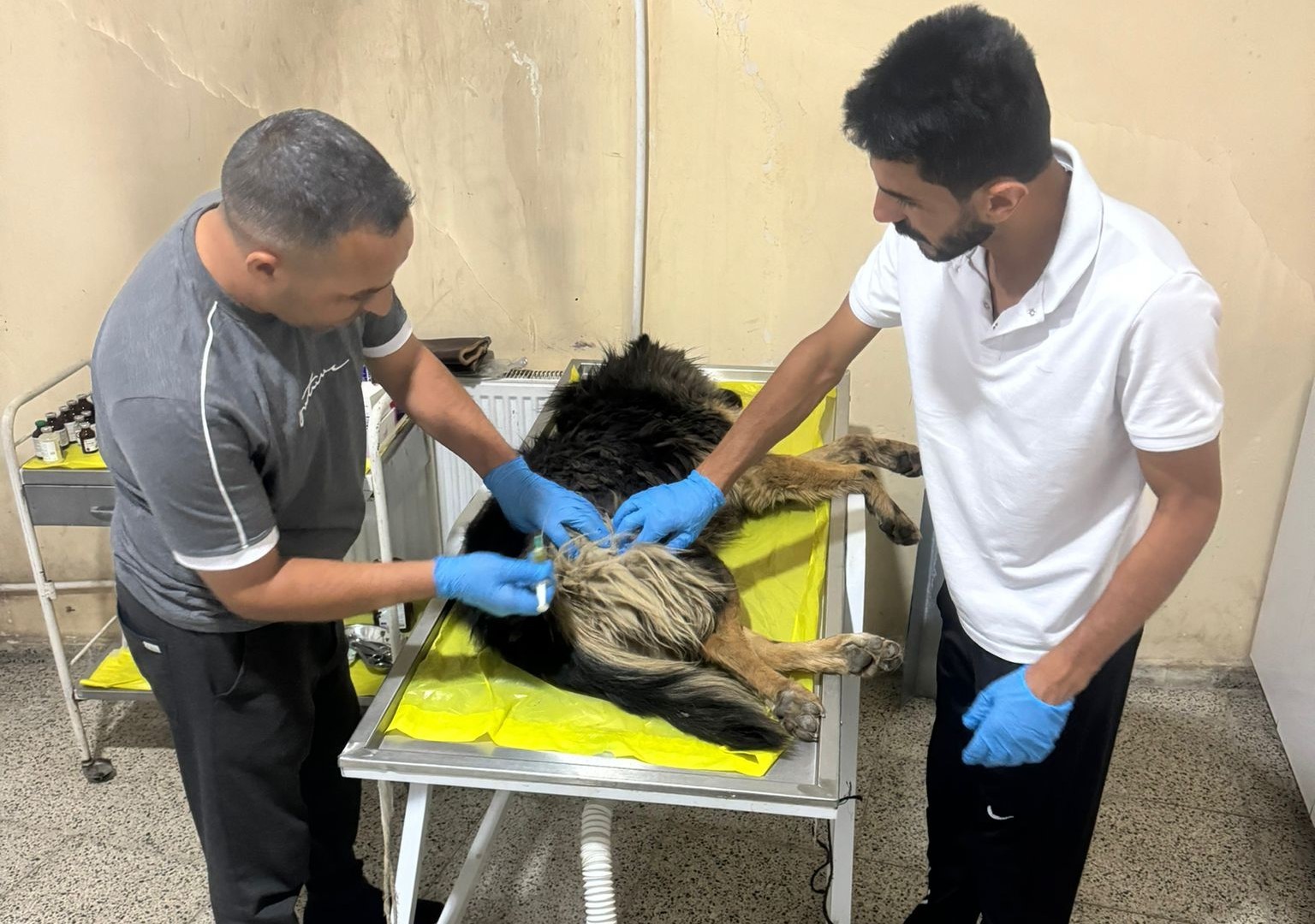 Veteriner ekibinden can dostlar i&ccedil;in yoğun mesai
