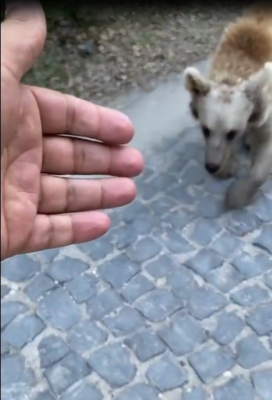 Ara&ccedil; s&uuml;r&uuml;c&uuml;s&uuml;, ayı saldırısından kıl payı kurtuldu
