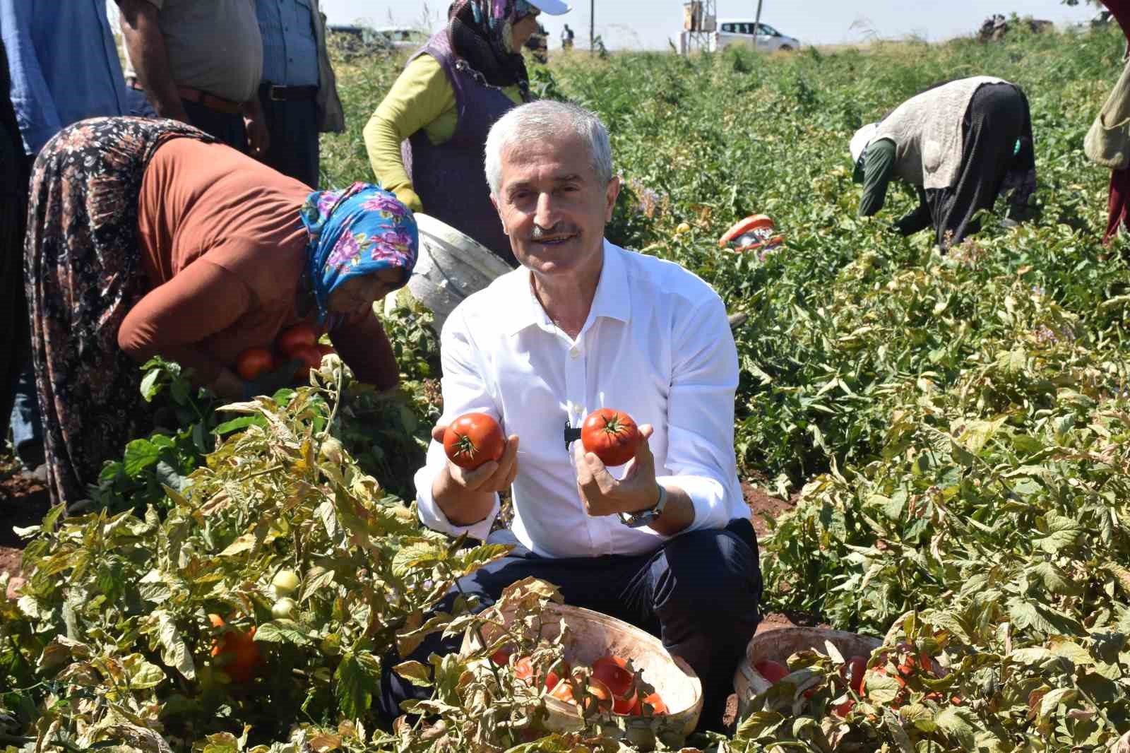 Tahmazoğlu çiftçilerle tarlada domates, topladı