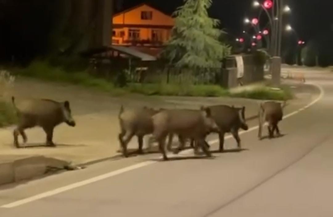 Rize’de aç kalan domuzlar ilçe merkezine indi
