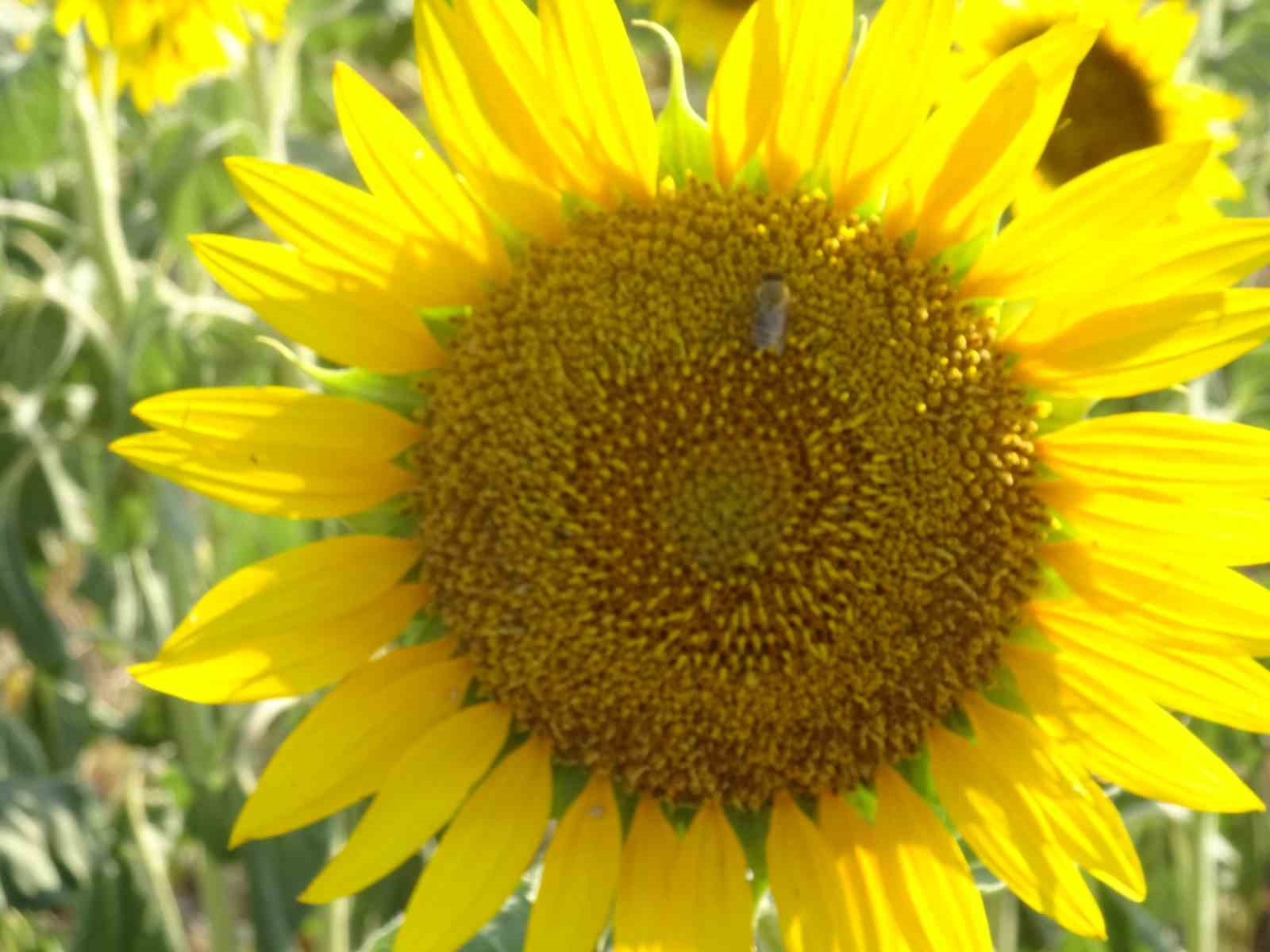 Kırklareli g&uuml;nd&ouml;nd&uuml;ler ile sarıya boyandı

