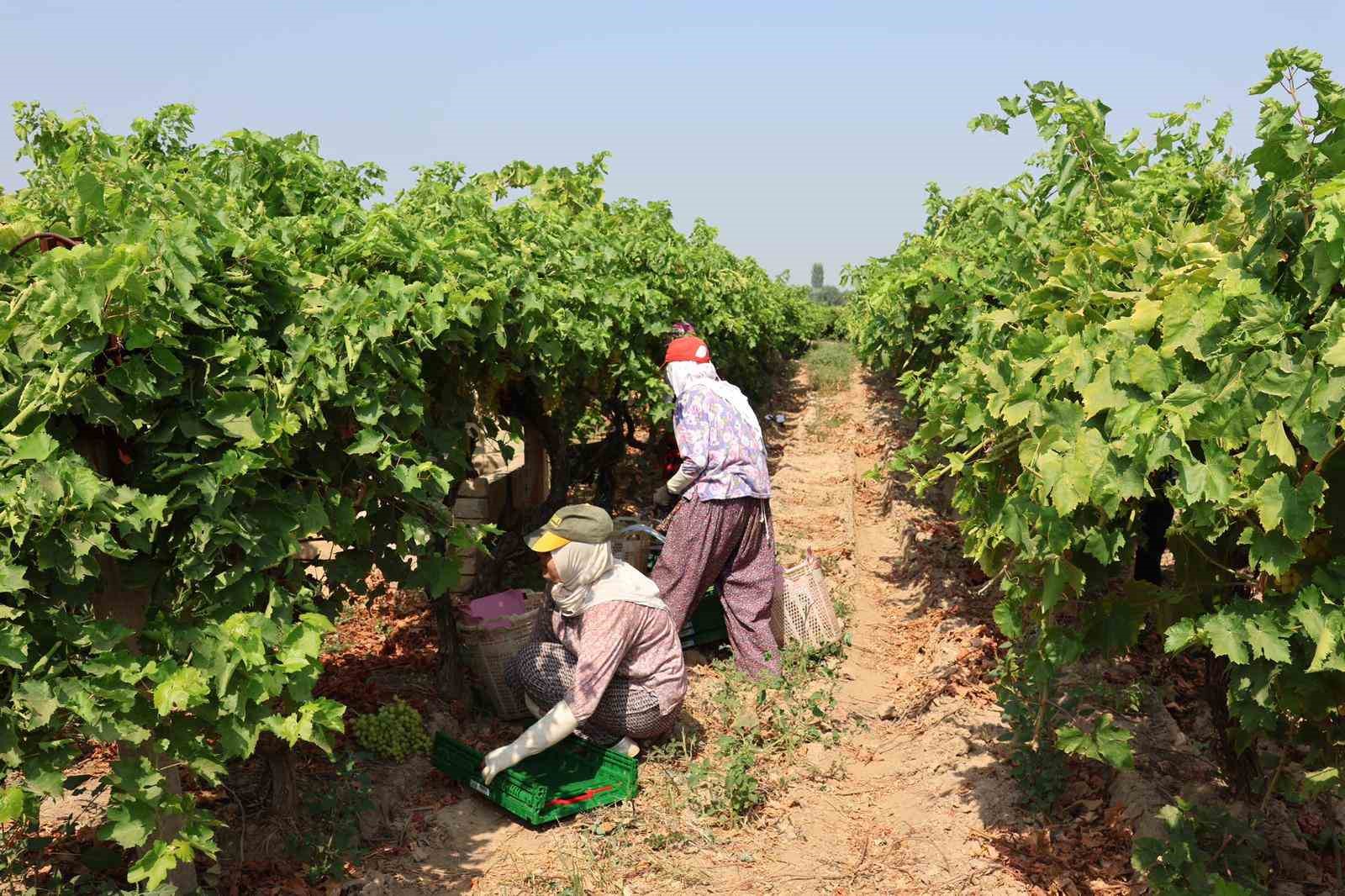 Sultani çekirdeksiz sofralık üzüm 25 Temmuz’da ihracat yolcusu
