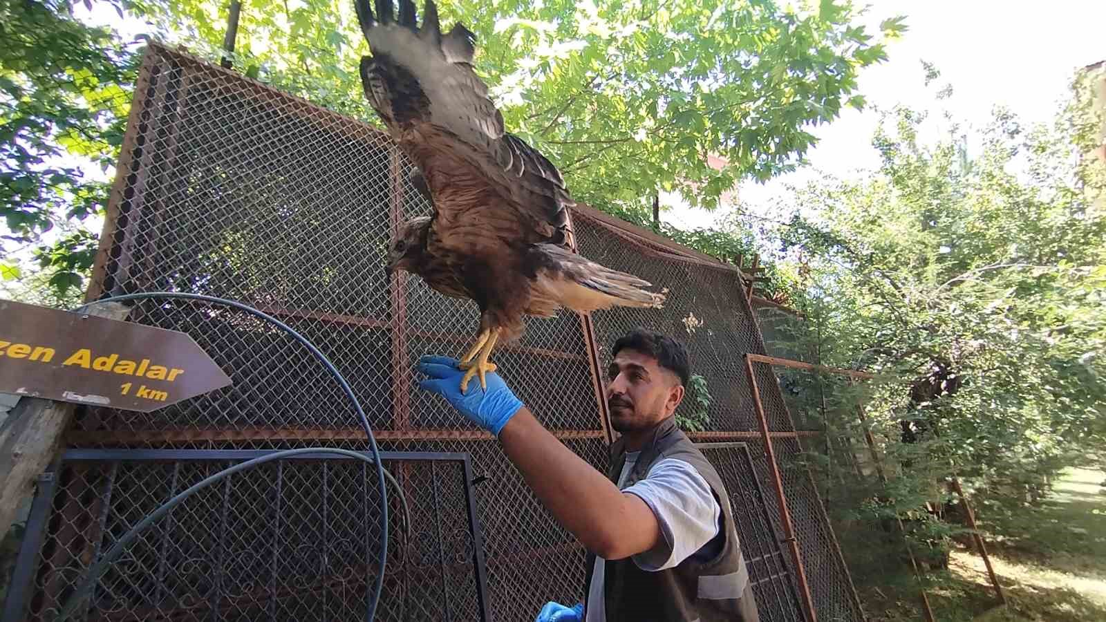 Bitkin halde bulunan kızıl şahin tedavisinin ardından doğaya salındı
