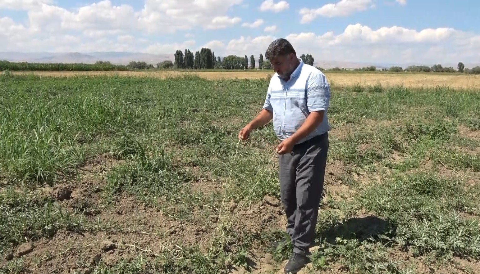 Muş’ta artan hava sıcaklıkları karpuz tarlasını vurdu
