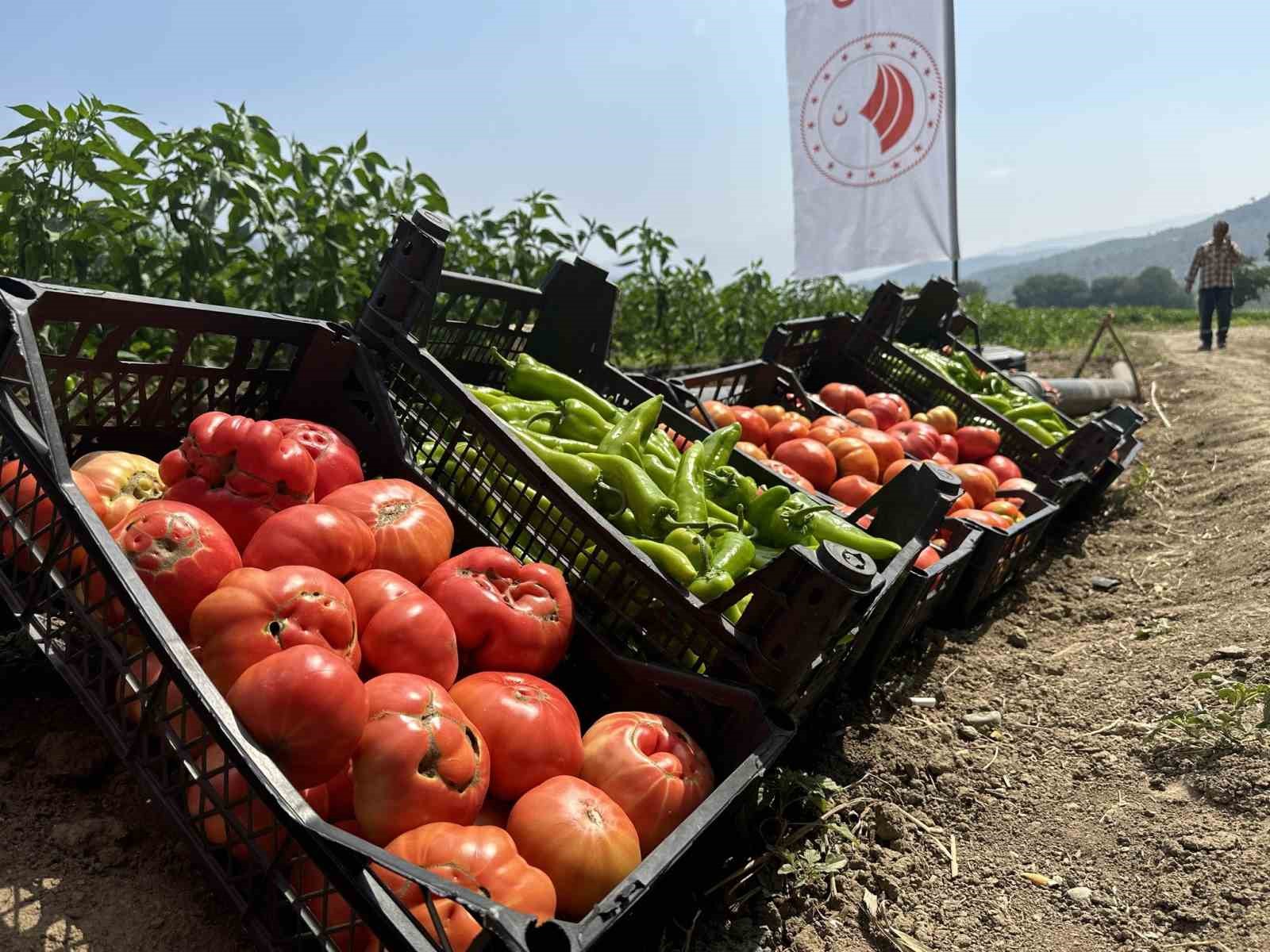 Osmaniye’de domates ve biber hasadı
