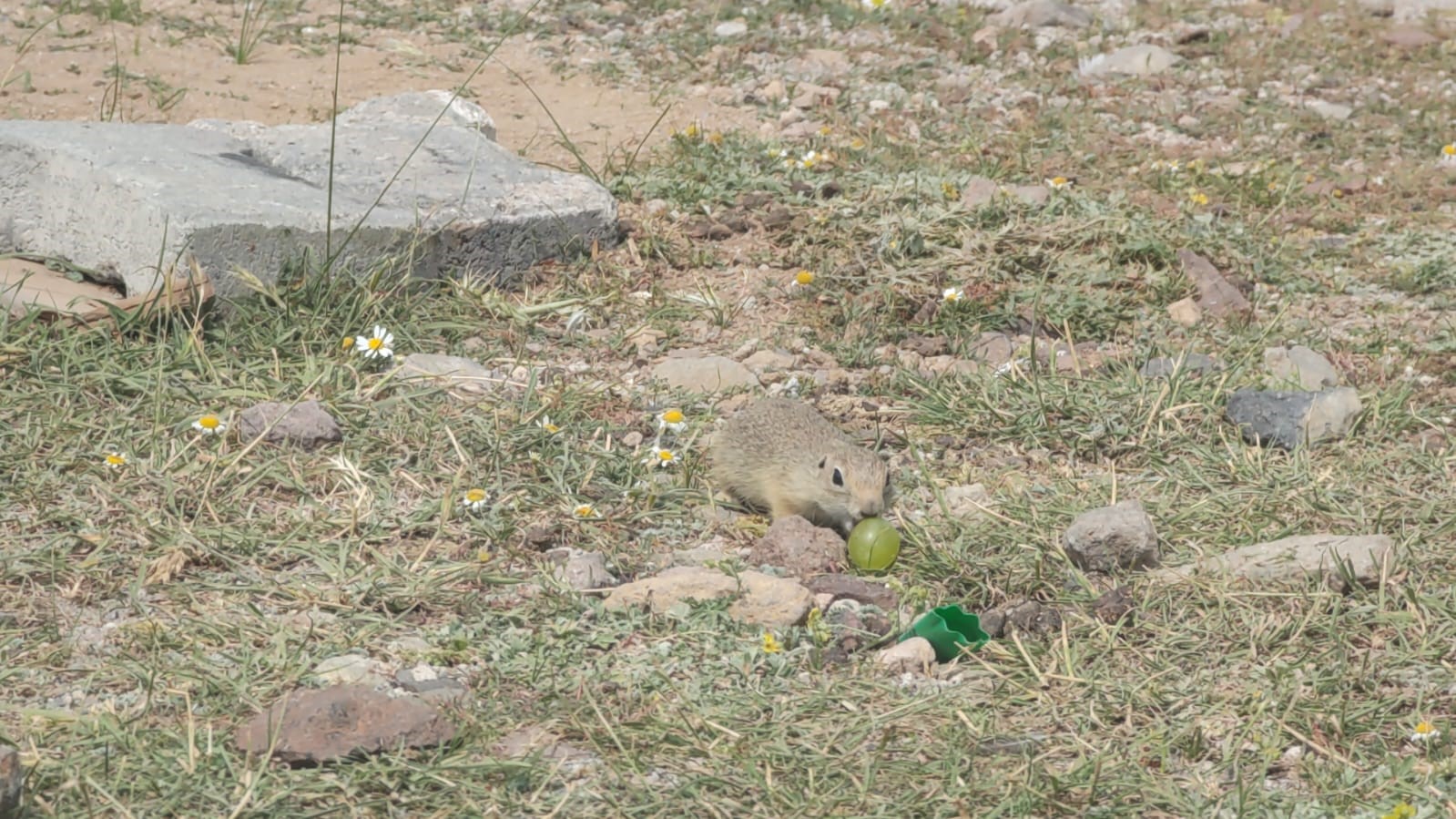 &Ccedil;ift&ccedil;iden davetsiz misafire &uuml;z&uuml;m ikramı
