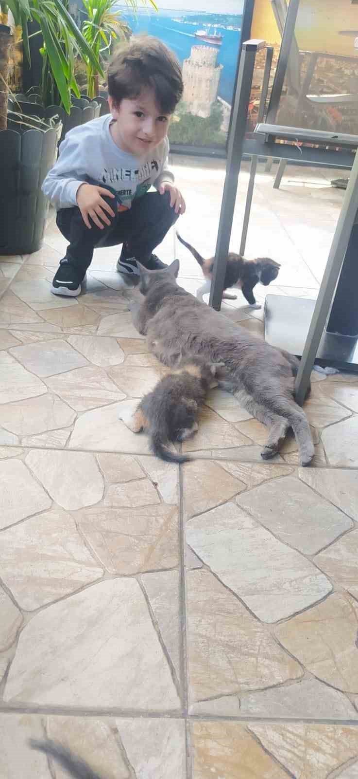 Kağıthane’de köpeklere saldıran “Gri Aslan” lakaplı kedi kamerada: Esnafı canından bezdirdi