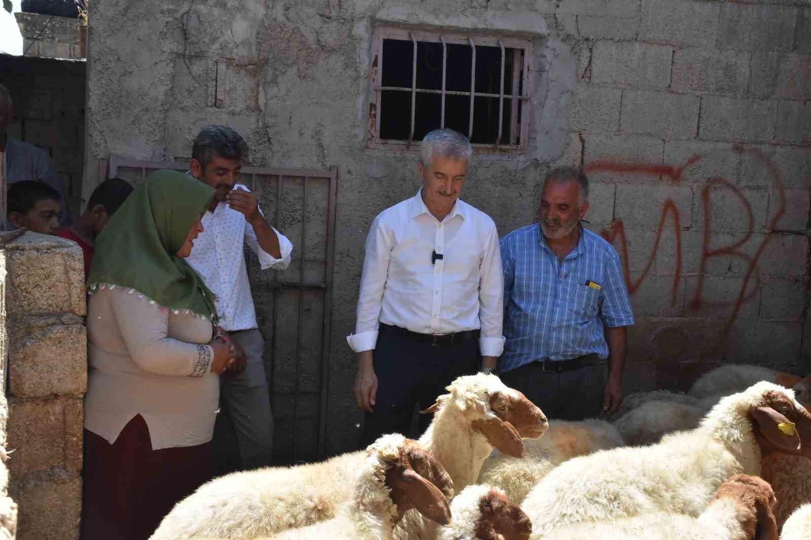 Belediyeden aldığı 16 koyunu 130’a çıkardı