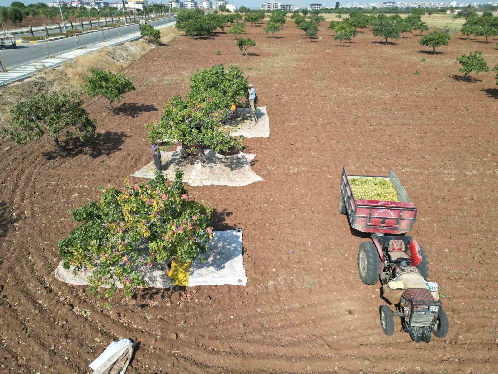 Kilis’te fiyatı altın ile yarışan boz fıstığın hasadı başladı