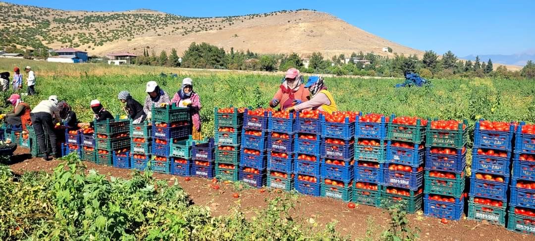 Kahramanmaraş&rsquo;ta bin 700 dekar a&ccedil;ık alanda domates &uuml;retimi yapılıyor
