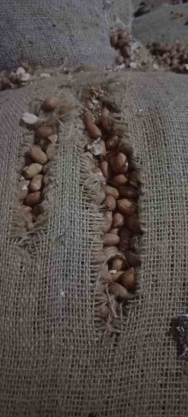 Şehitkamil’de 10 ton kuruyemiş imha edildi