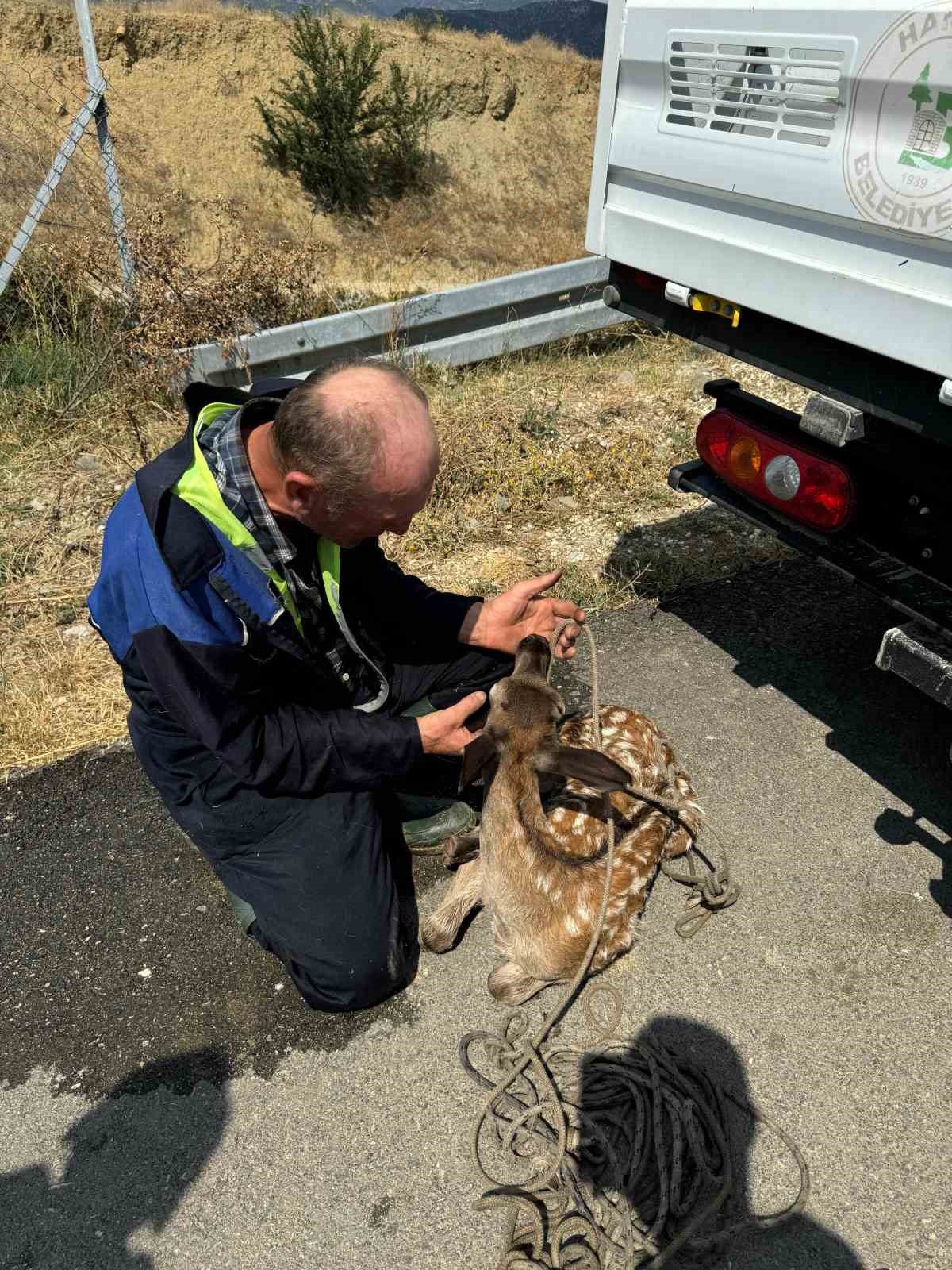 Kastamonu’da su kanalına düşerek yaralanan karaca kurtarıldı
