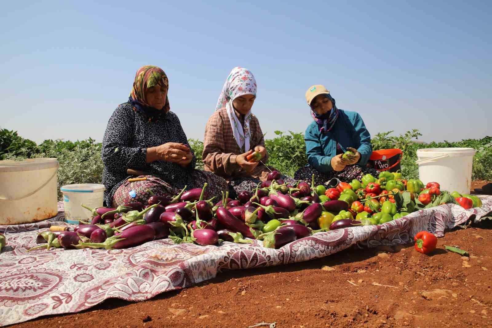 Patlıcan ve biberler kadınların elinde Gaziantep’in tescilli lezzeti ’kurutmalık’ oluyor
