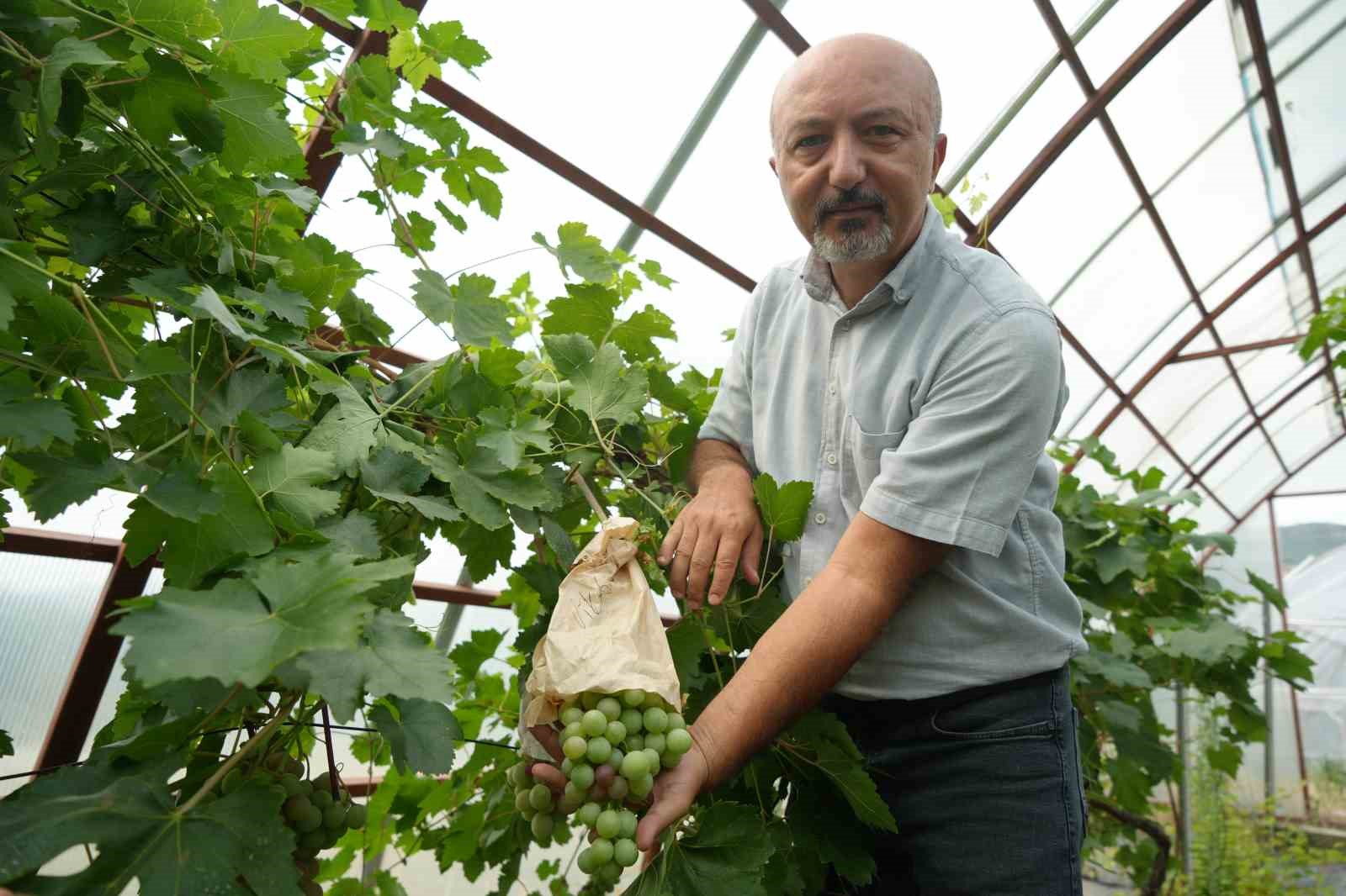 Akademisyenden yeni turfanda üzüm çeşitleri