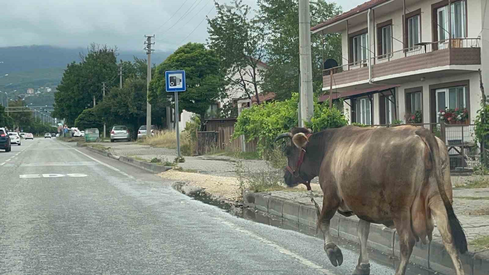 İnek araçlara aldırış etmeden trafiği tehlikeye soktu
