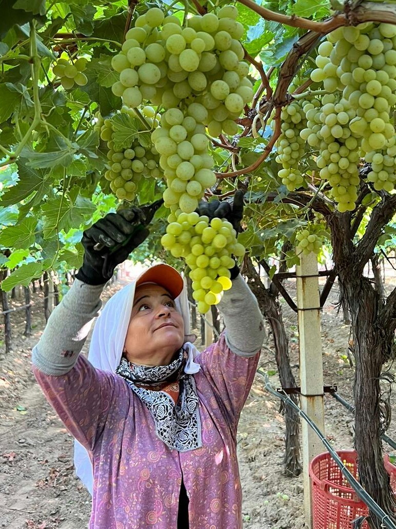 Sarıgöl’de üzüm hasadı başladı
