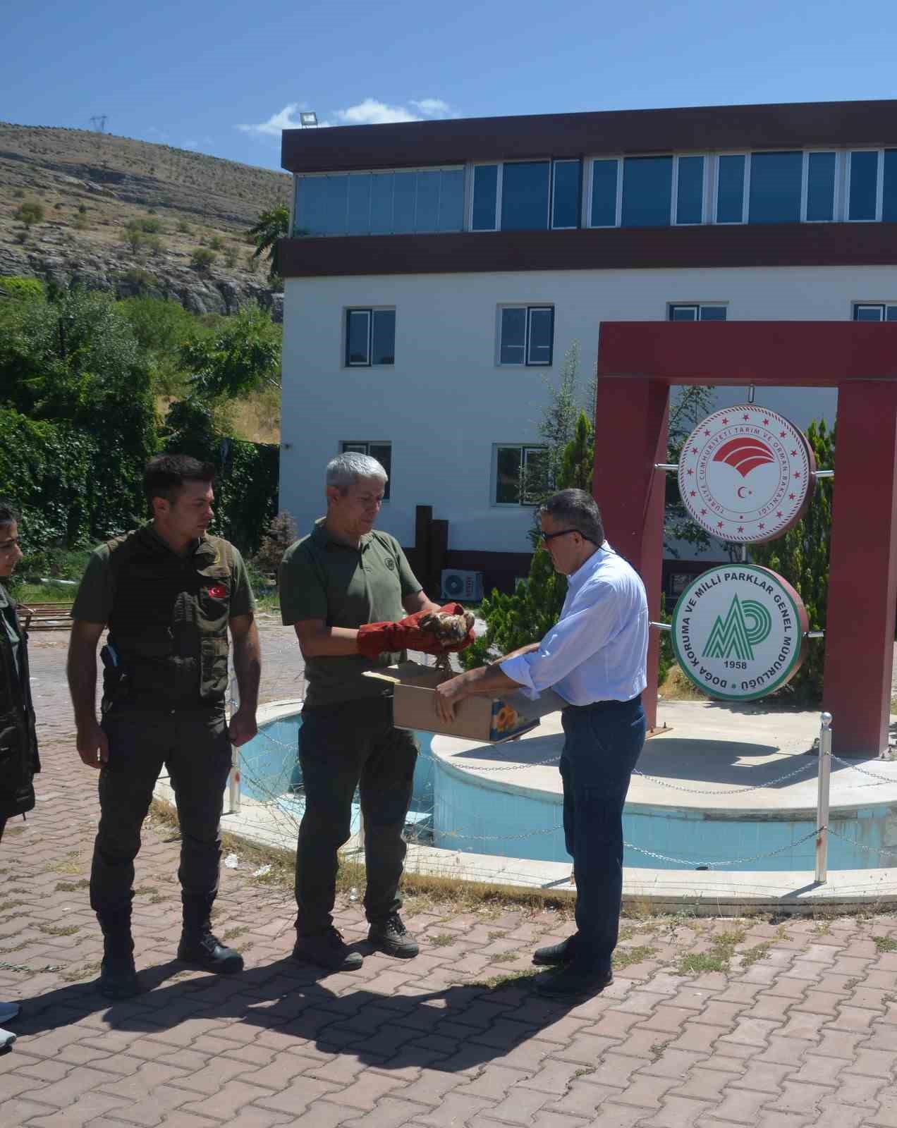 Yaralı kızıl şahin tedavi altına alındı
