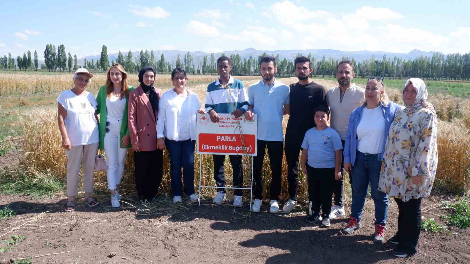 "Parla" Erzurum’da Pasin Ovası’nda başak verdi
