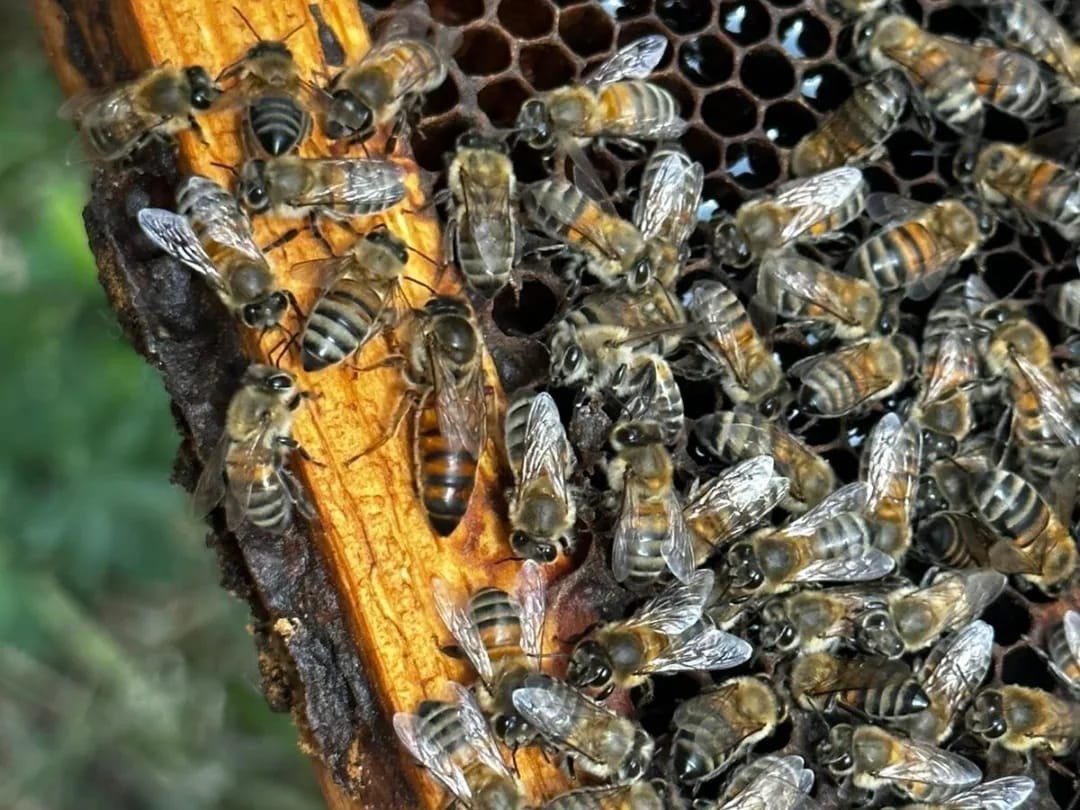 EÜ Ruh Sağlığı Merkezi hastaları ‘arıcılık’ eğitimlerini başarı ile tamamladı
