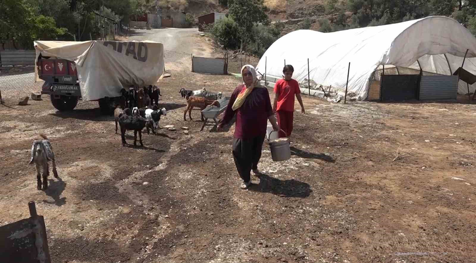Depremzede kadın besici, devlet desteğiyle besiciliğe devam ediyor
