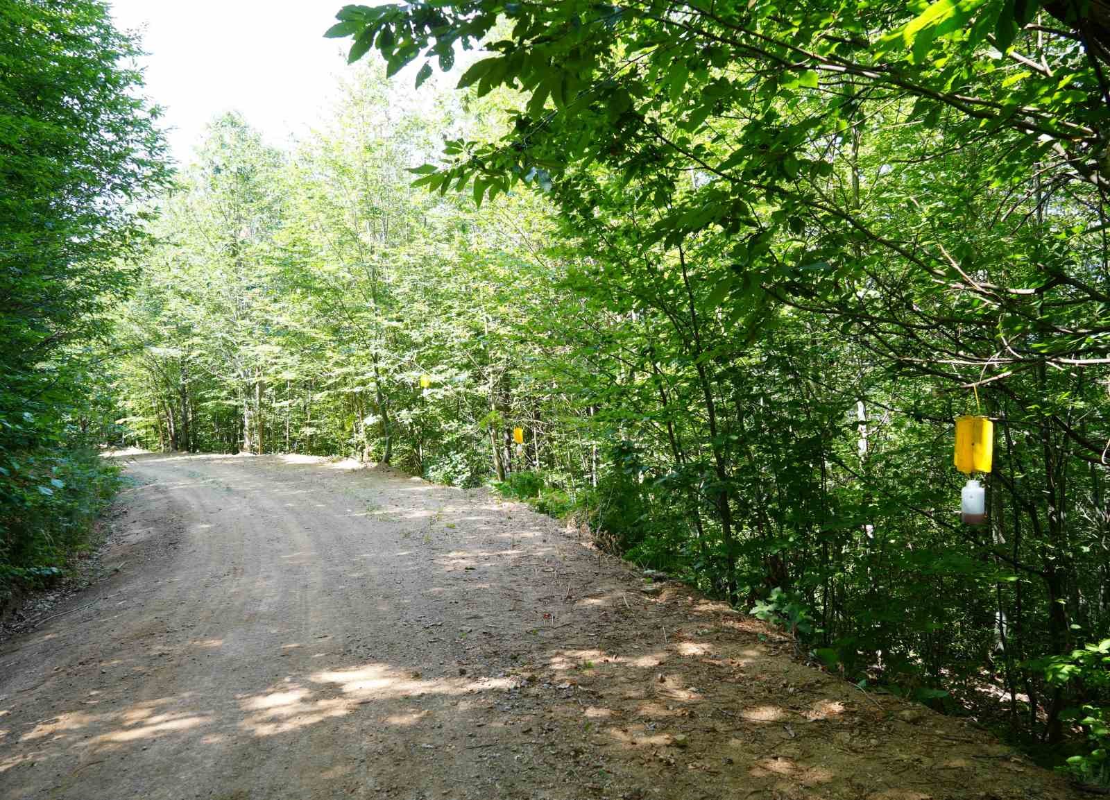 17 bin hektarlık kestane ormanlarında mücadele sürüyor
