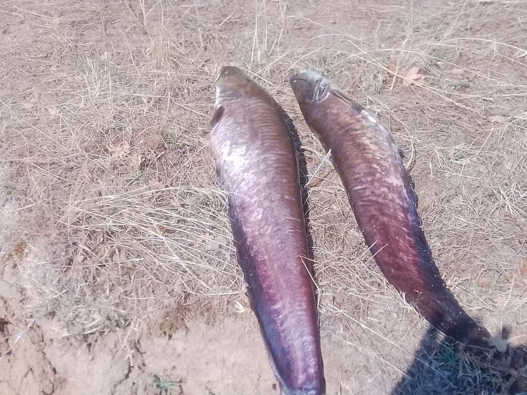 Y&uuml;zlerce balık telef oldu
